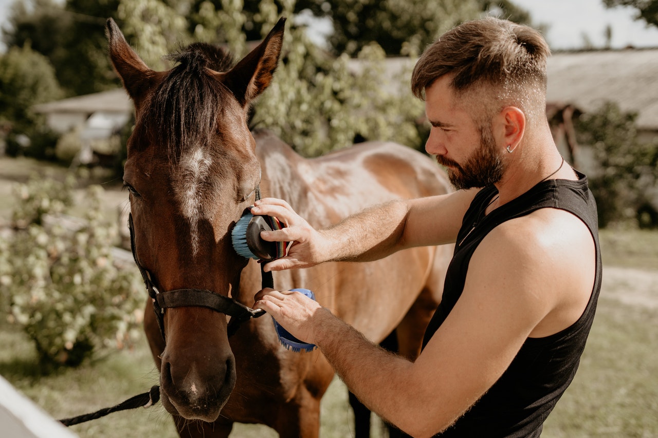 Horse Care 101 – Learn to Care for A Horse