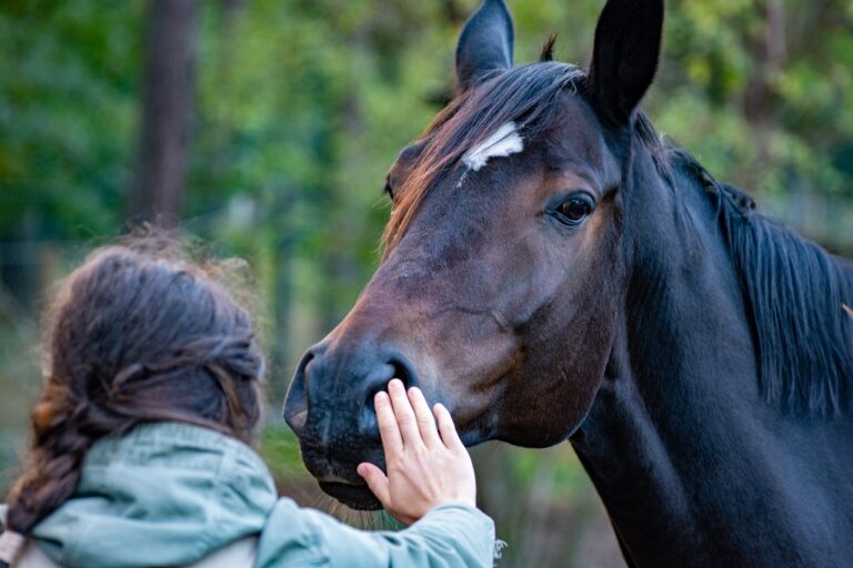 How to Overcome a Fear of Horses?