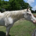 5 Signs of Internal Illness In Horses That Every Owner Should Know