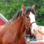 5 Best Horse Breeds for Beginners