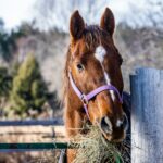 Food That Will Keep Your Horse Healthy – A Healthy Equine Diet
