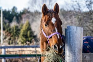 Food That Will Keep Your Horse Healthy – A Healthy Equine Diet